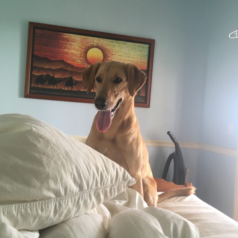 Lucky on my bed Lucky on my bed